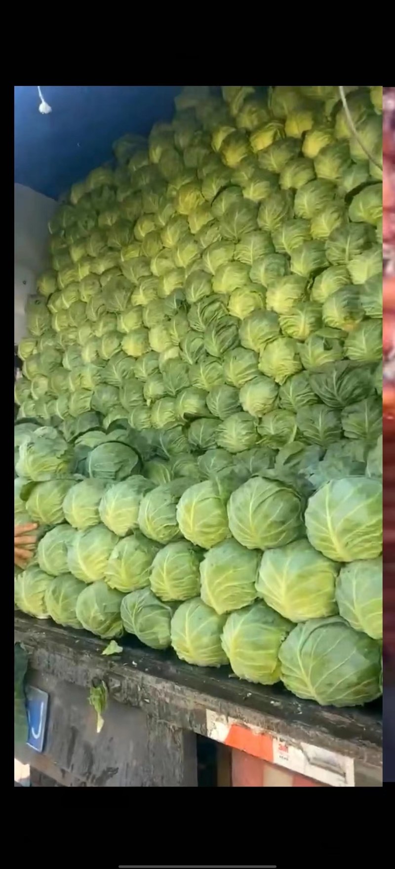 精品包菜甘蓝平包精品甘蓝圆包菜产地供应货源充足