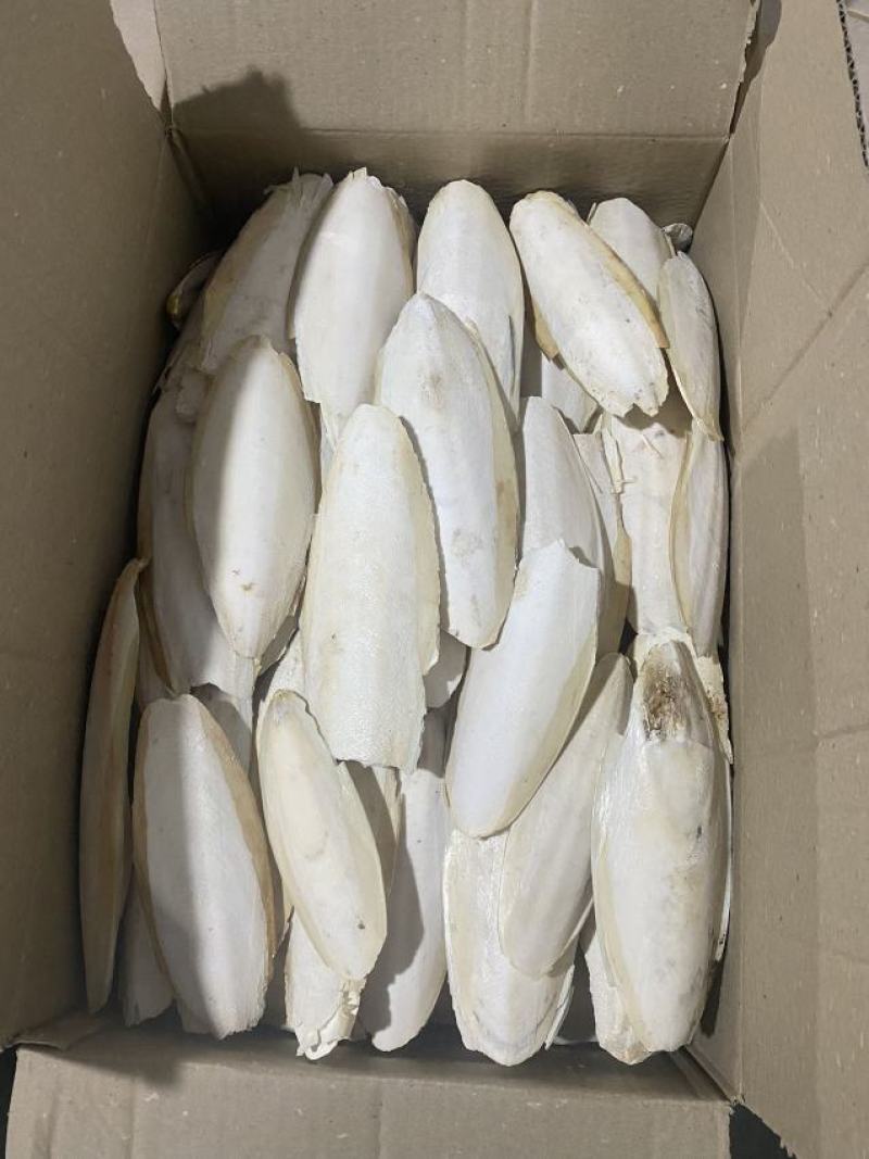 海螵蛸一手货源