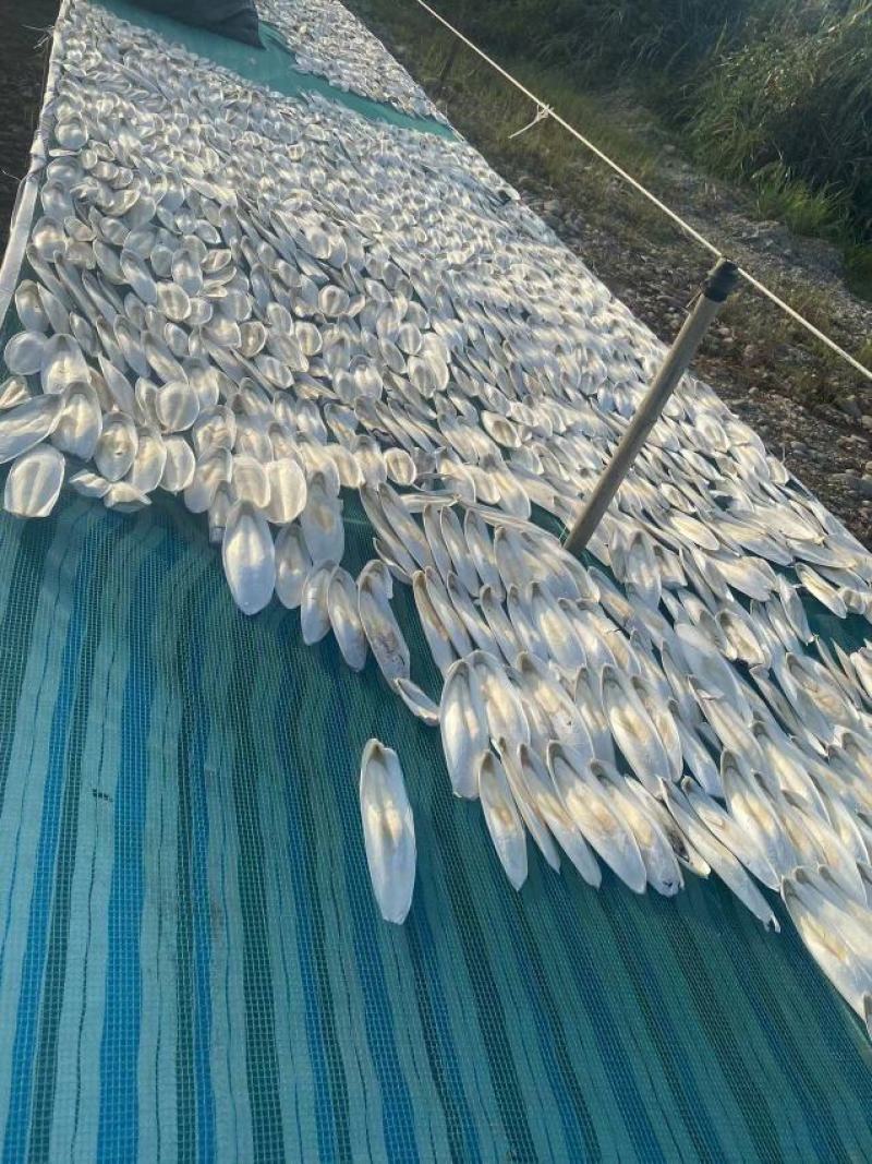 海螵蛸一手货源
