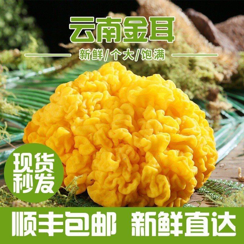 云南金耳特产食用菌散装煲汤食材用大朵木耳菌菇鲜货批发