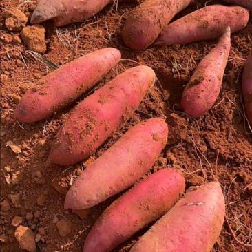 广西红薯西瓜红紫薯008小花叶紫大量供货对接全国市场