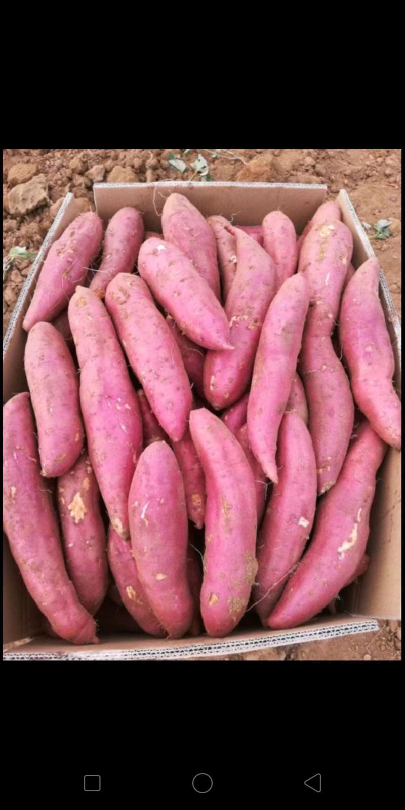 广西红薯西瓜红紫薯008小花叶紫大量供货对接全国市场