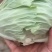 精品包菜甘蓝平包精品甘蓝圆包菜产地供应货源充足