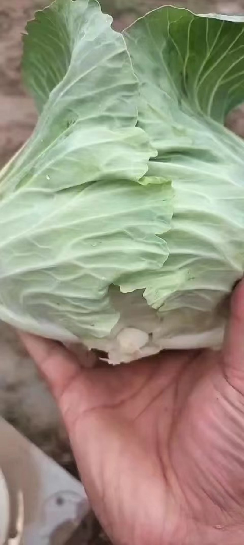 精品包菜甘蓝平包精品甘蓝圆包菜产地供应货源充足