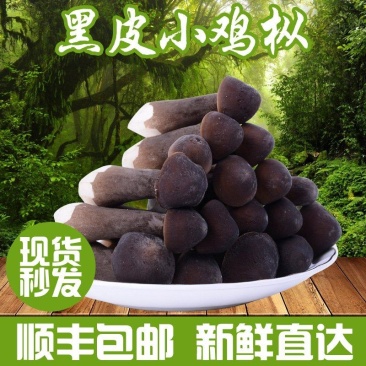云南当季食用菌黑皮鸡枞菌煲汤用云南特产新鲜黑皮鸡枞菌