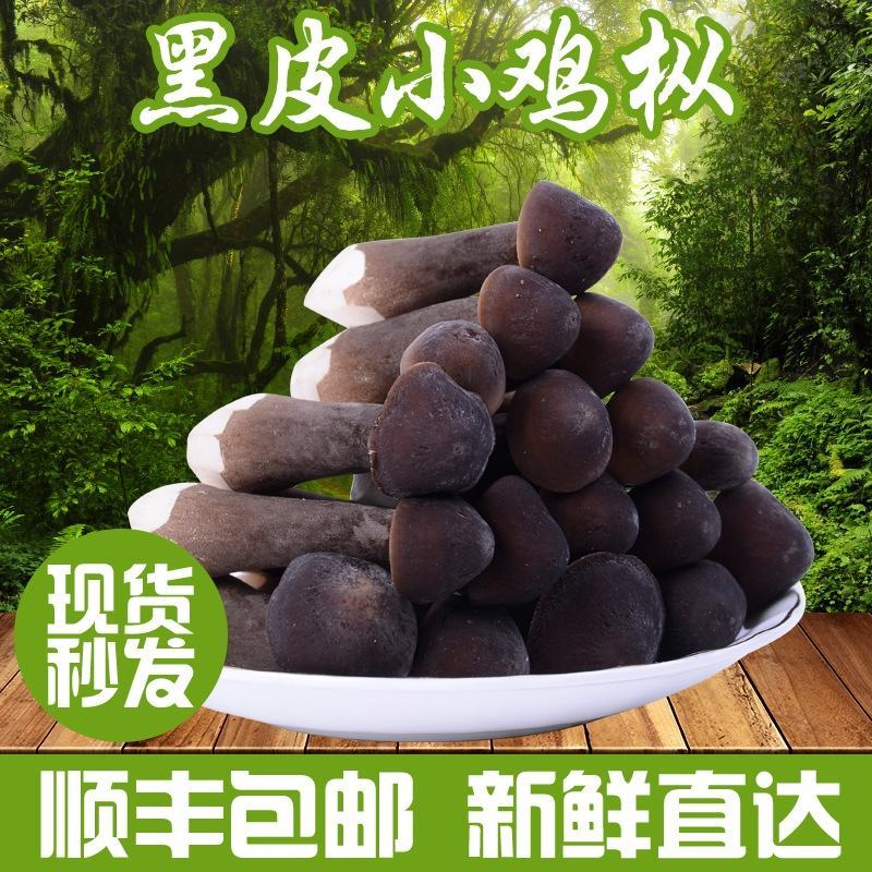 云南当季食用菌黑皮鸡枞菌煲汤用云南特产新鲜黑皮鸡枞菌