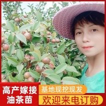 油茶苗长林系列高产嫁接油茶苗，茶籽树苗，皮溥出油率高
