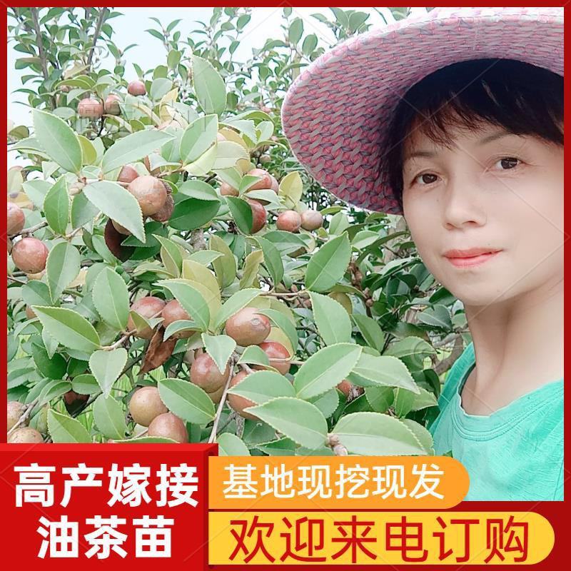 油茶苗长林系列高产嫁接油茶苗，茶籽树苗，皮溥出油率高