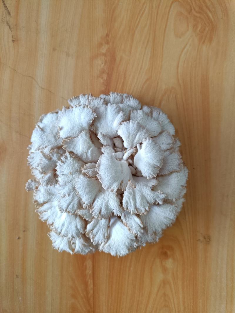 白参菌雪莲菌新鲜蘑菇云南特产食用菌口感清香