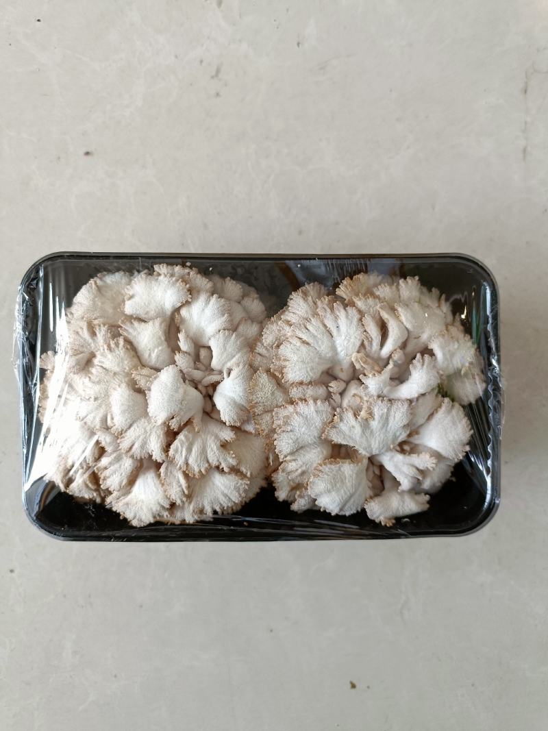 白参菌雪莲菌新鲜蘑菇云南特产食用菌口感清香