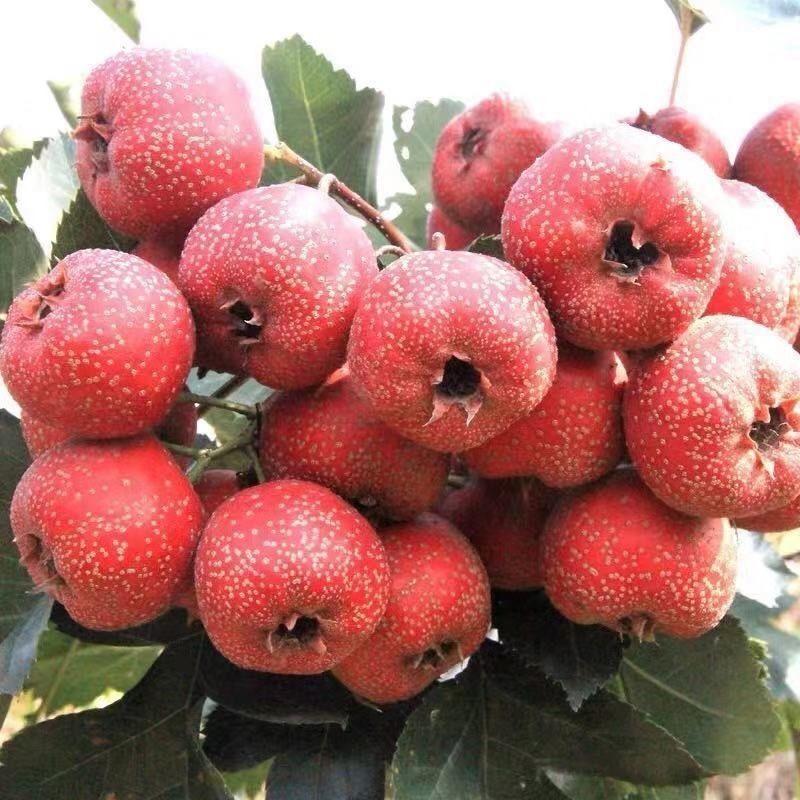 优质甜红子山楂苗果肉酸甜开胃南北方均可种植基地直发
