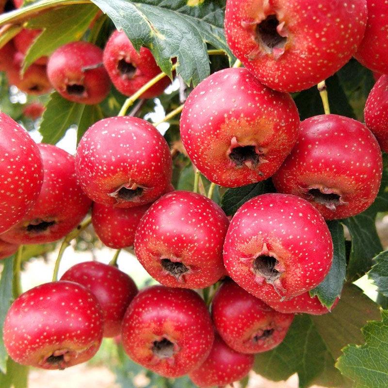 优质甜红子山楂苗果肉酸甜开胃南北方均可种植基地直发
