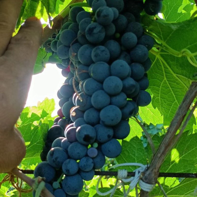 赤霞珠#酿酒葡萄，这里是宁夏贺兰山东葡萄酒产区，酿酒葡萄