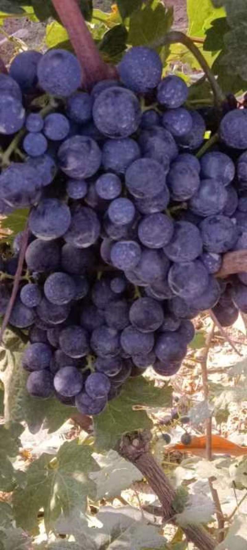 赤霞珠#酿酒葡萄，这里是宁夏贺兰山东葡萄酒产区，酿酒葡萄
