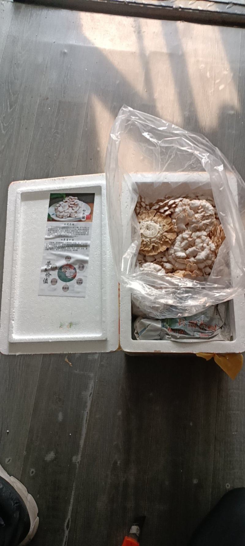 白参菌雪莲菌新鲜蘑菇云南特产食用菌口感清香