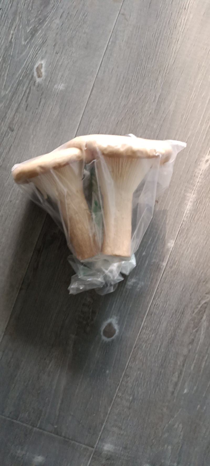 【现货】猪肚菌食用蘑菇大伞菌漏斗菌当季时令蔬菜