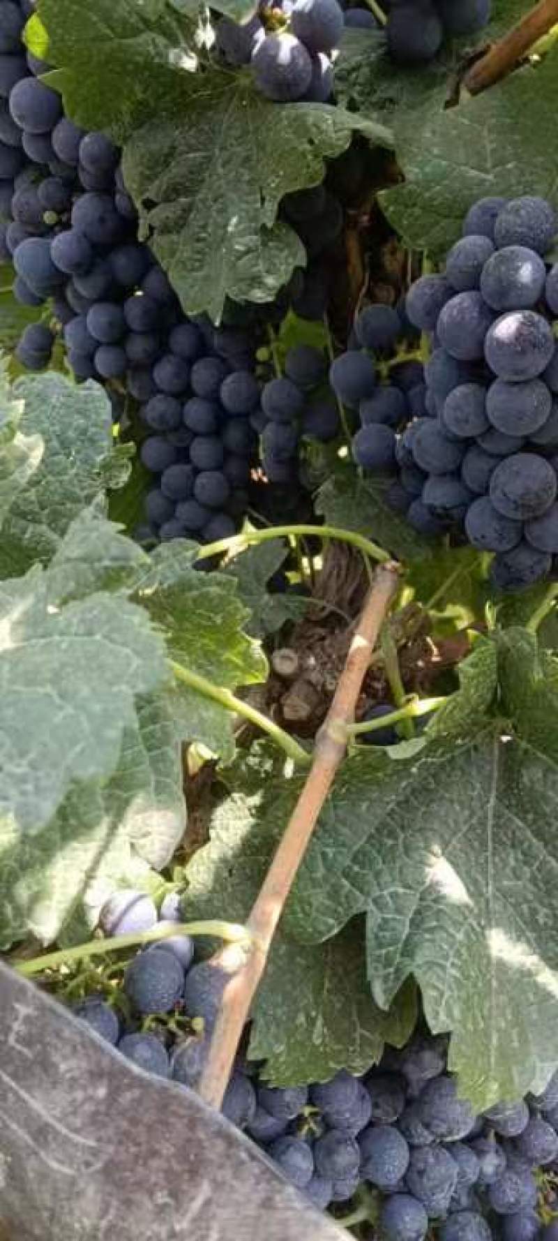 赤霞珠#酿酒葡萄，这里是宁夏贺兰山东葡萄酒产区，酿酒葡萄