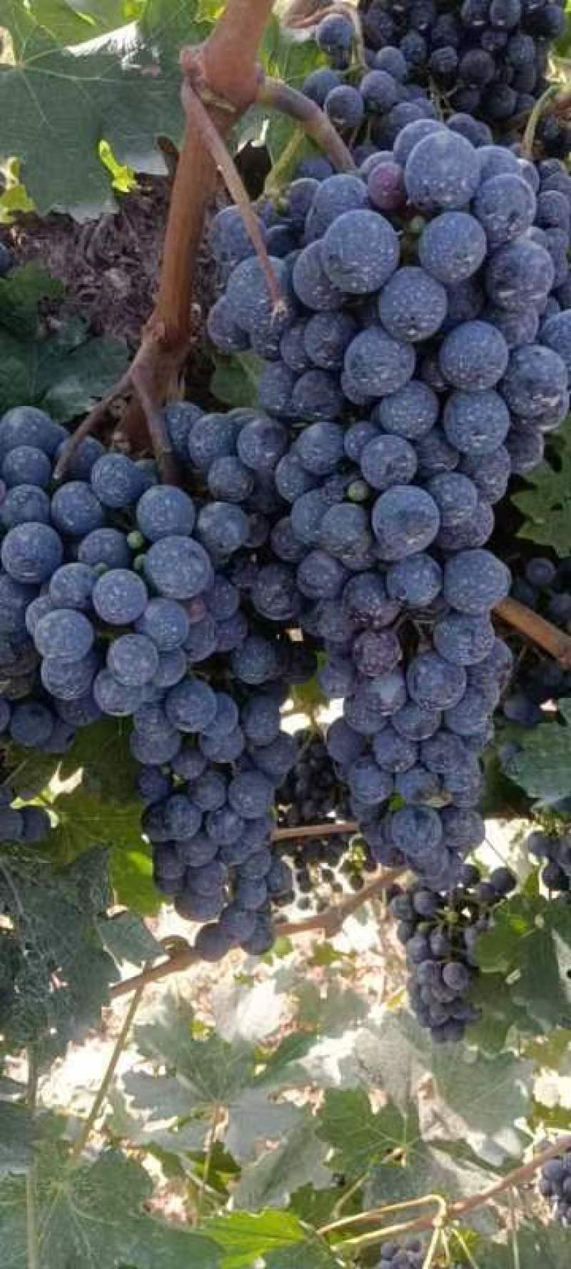赤霞珠#酿酒葡萄，这里是宁夏贺兰山东葡萄酒产区，酿酒葡萄
