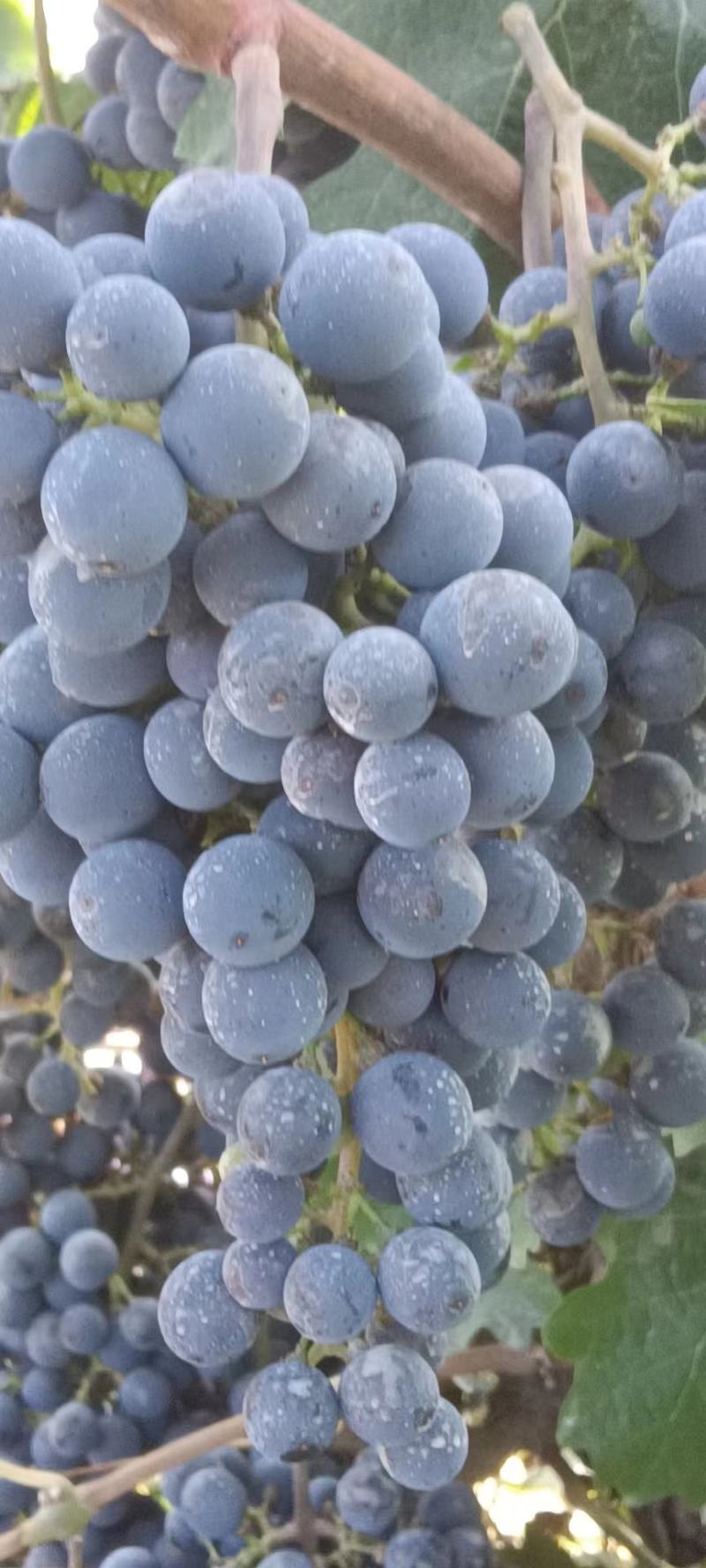 赤霞珠#酿酒葡萄，这里是宁夏贺兰山东葡萄酒产区，酿酒葡萄