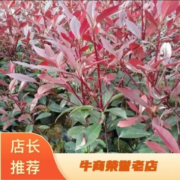 红叶石楠苗，大杯苗20一30公分冠幅，大量出售，欢迎来电