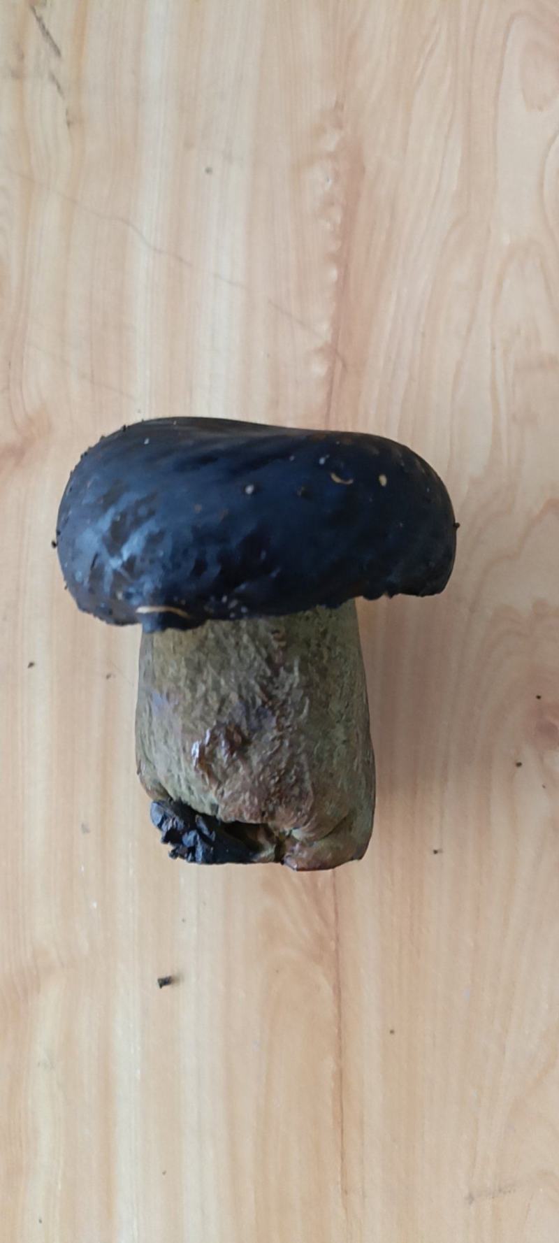 [精选牛肝菌]规格统一，新鲜采摘价格优惠，欢迎咨询。