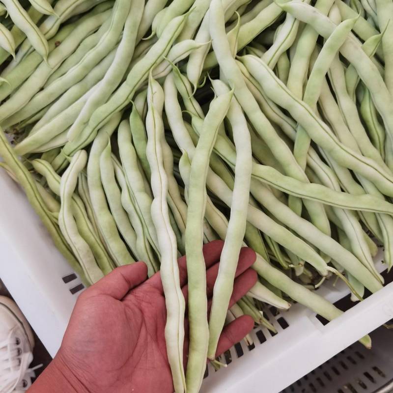 精品奶油豆