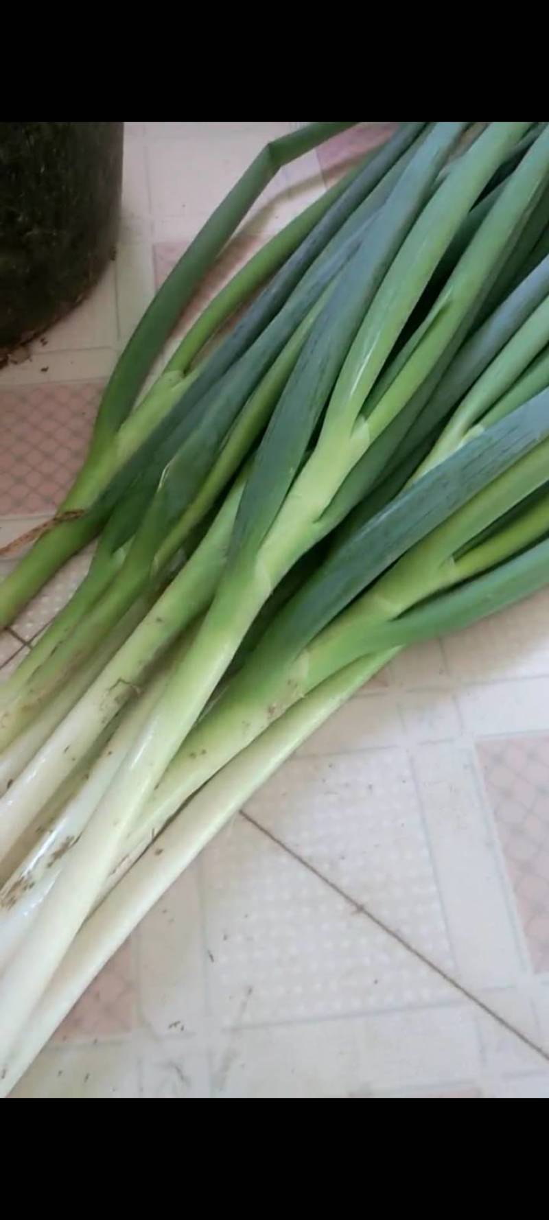 白葱