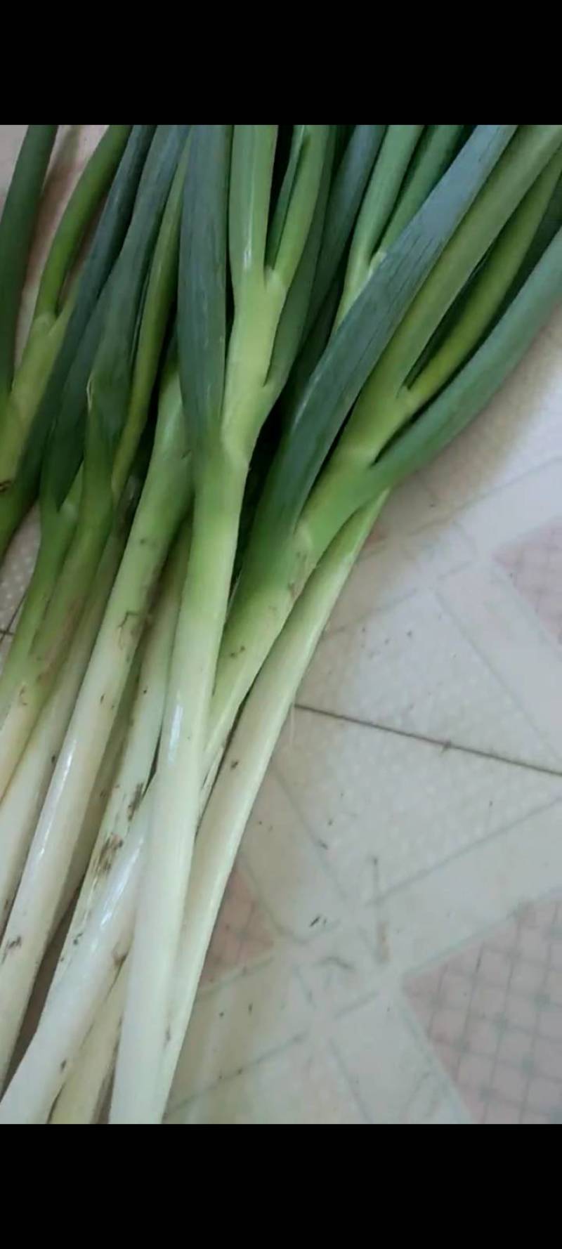 白葱