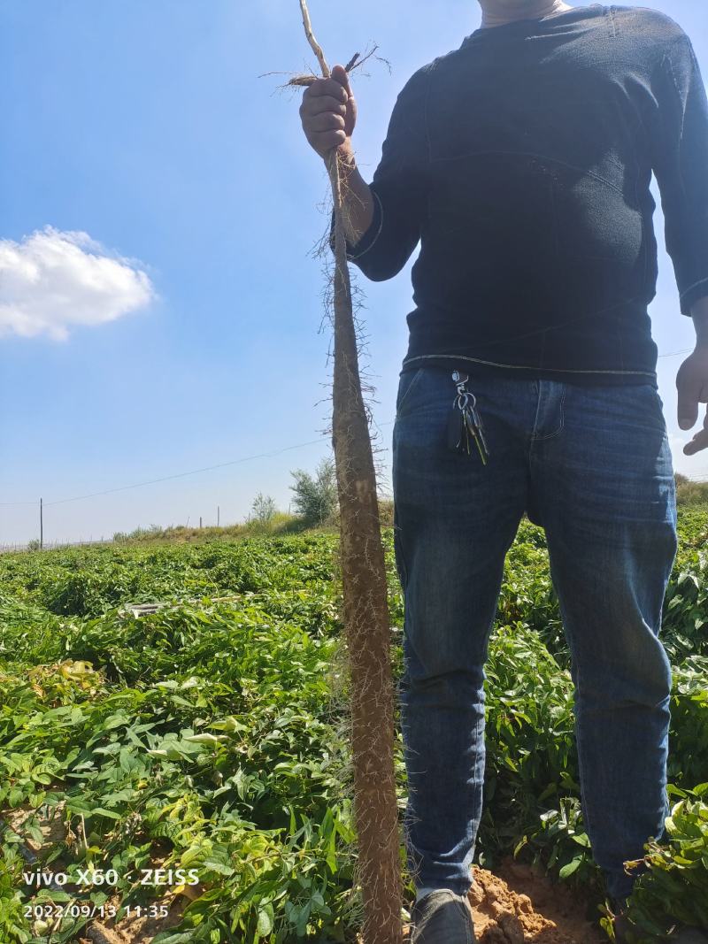 榆林白玉山药