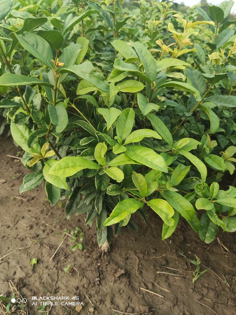 桂花，八月桂，红花桂，日香桂，月月桂，四季桂