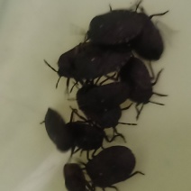 九香虫小统