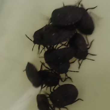 九香虫小统
