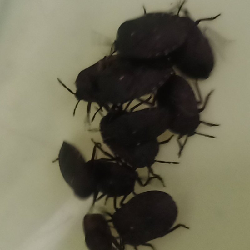九香虫小统