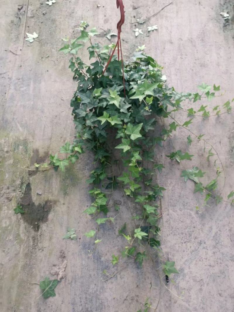 常春藤大量批发一手货源