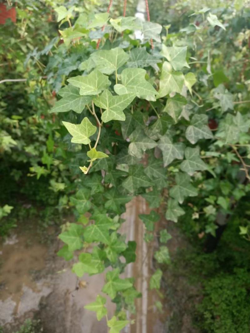 常春藤大量批发一手货源
