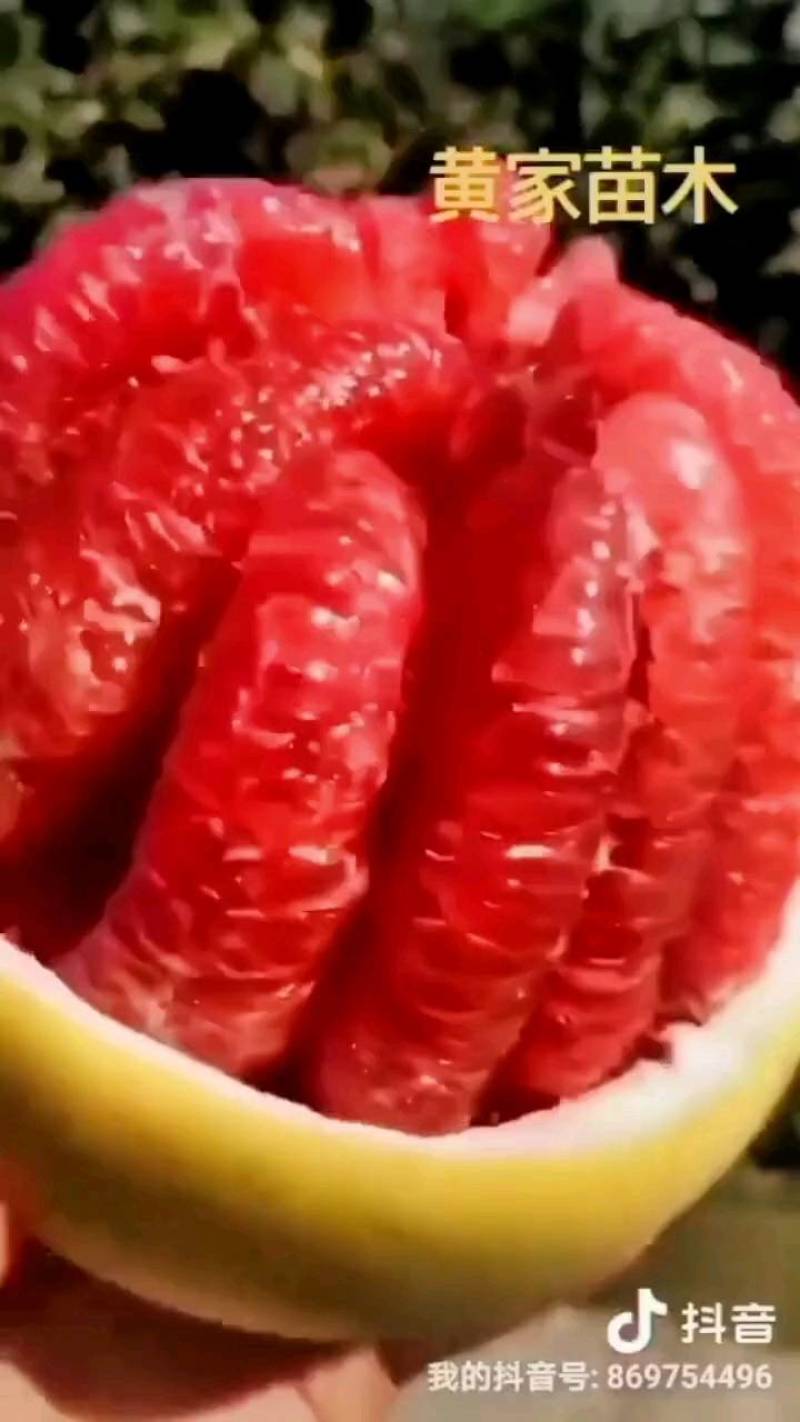 柚子树苗红肉柚子苗白肉蜜柚树苗，嫁接苗品种纯正