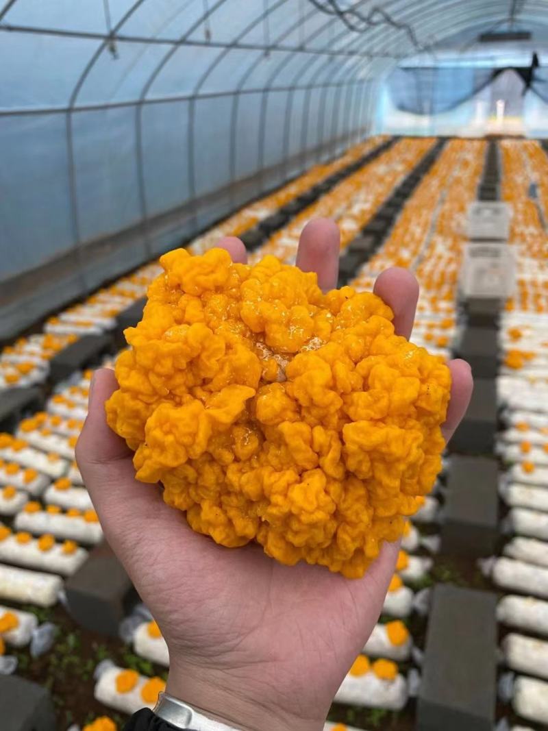 云南金耳特产食用菌散装煲汤食材用大朵木耳菌菇鲜货批发