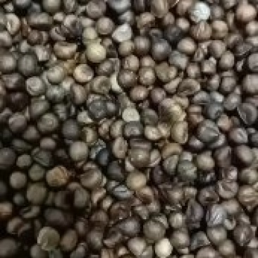 白蔹种子种苗