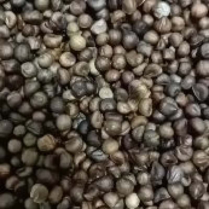 白蔹种子种苗