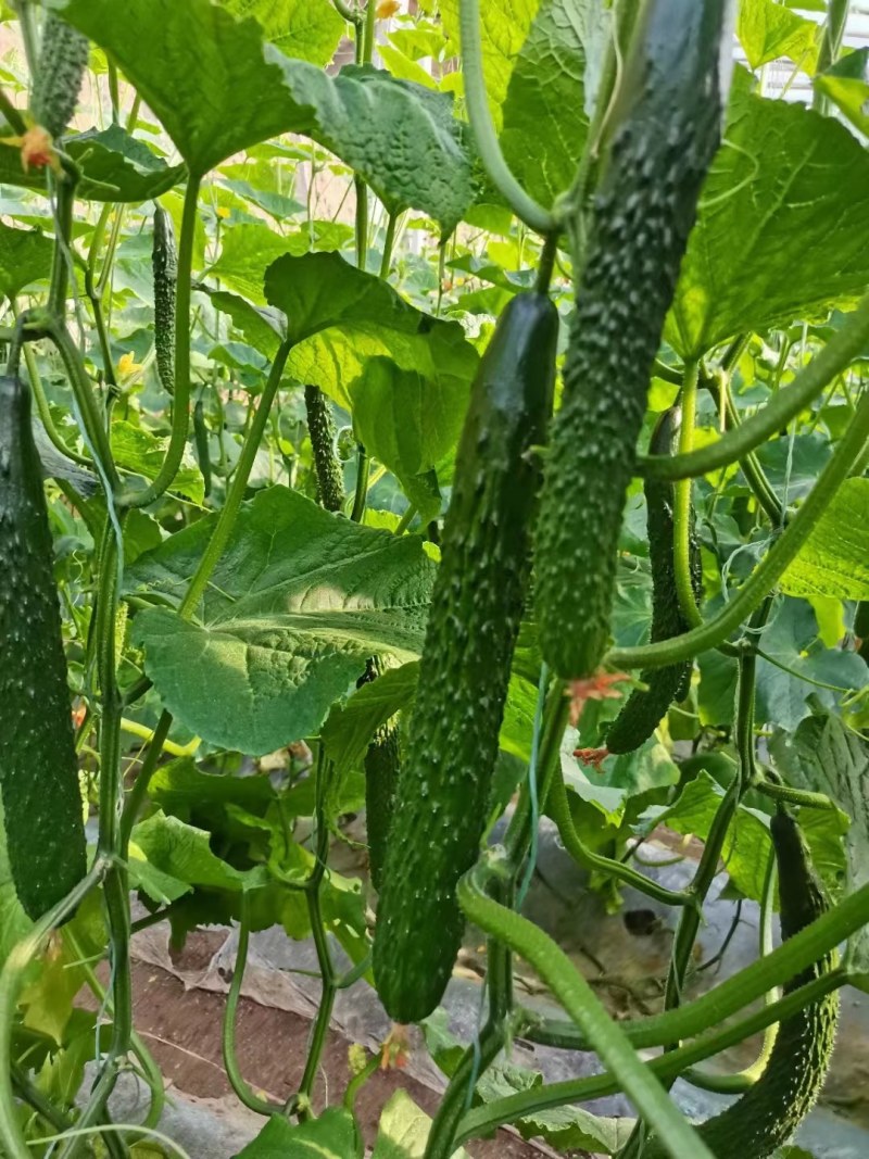 黄瓜苗秋延黄瓜嫁接苗黑油亮黄瓜种苗强雌全雌瓜条好