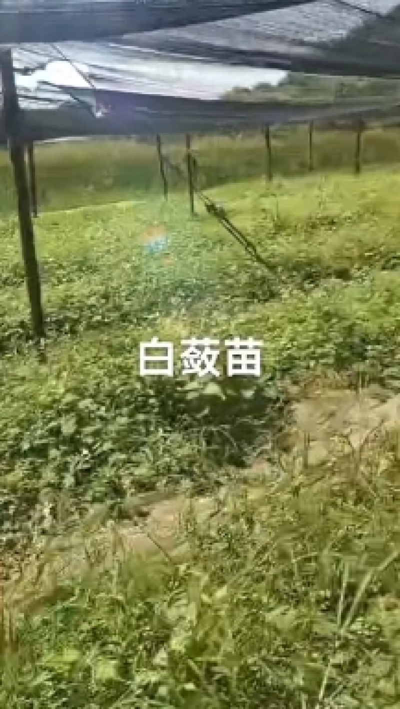 白蔹种子种苗