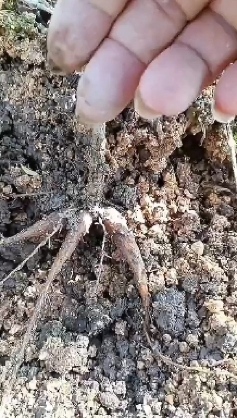 白蔹种子种苗