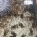 大闸蟹