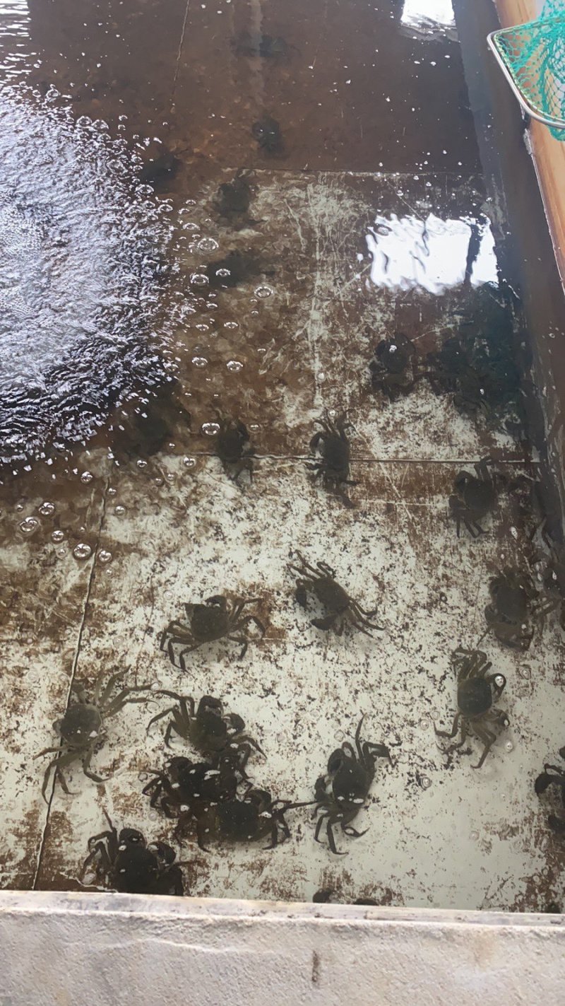 大闸蟹