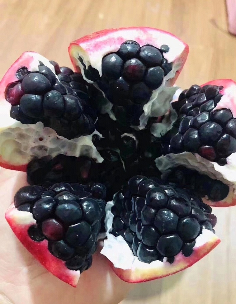 鸽血石榴苗石榴苗根系发达丰产性好现挖现发