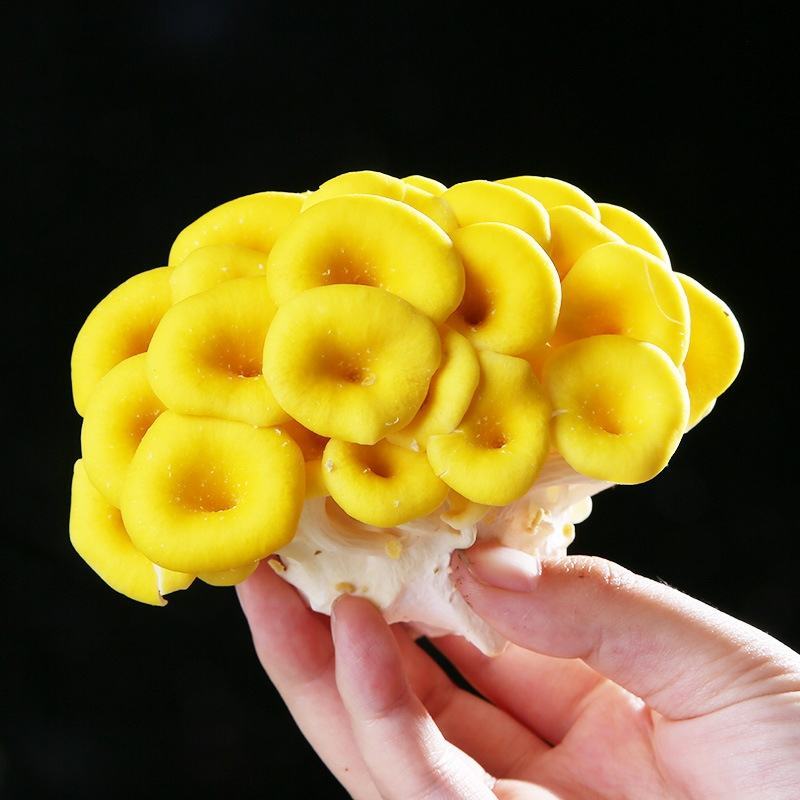 云南特产当季食用菌菇鸡油菌产地直供新鲜鸡油菌煲汤食材