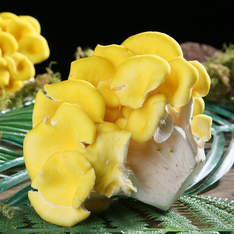 云南特产当季食用菌菇鸡油菌产地直供新鲜鸡油菌煲汤食材