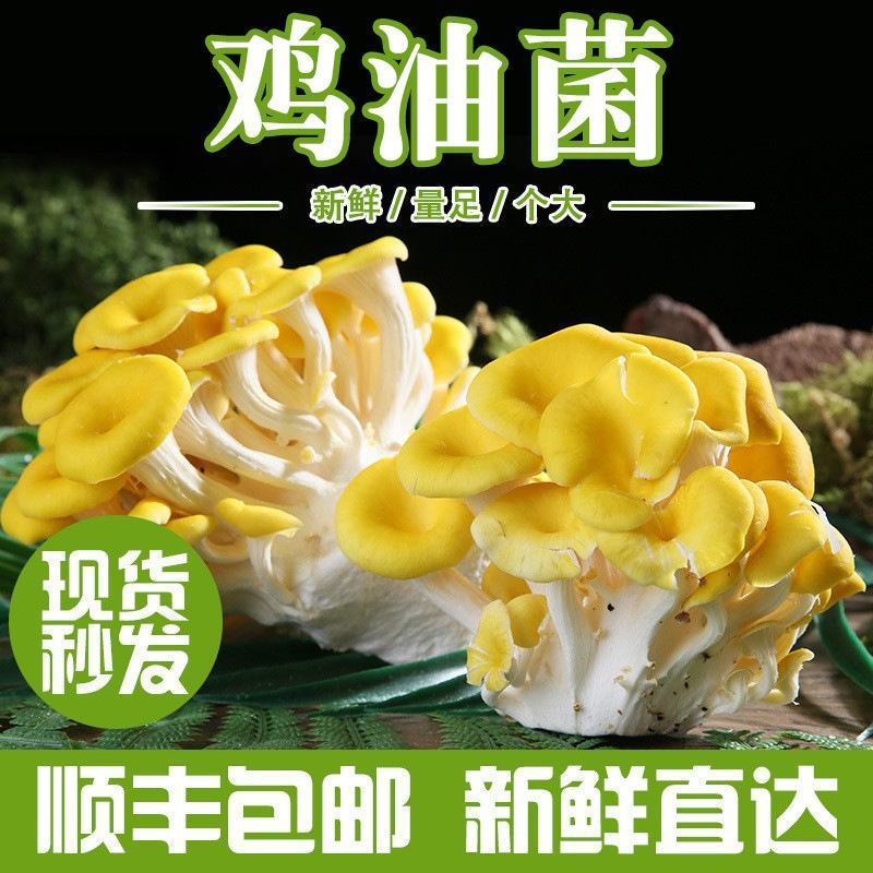 云南特产当季食用菌菇鸡油菌产地直供新鲜鸡油菌煲汤食材
