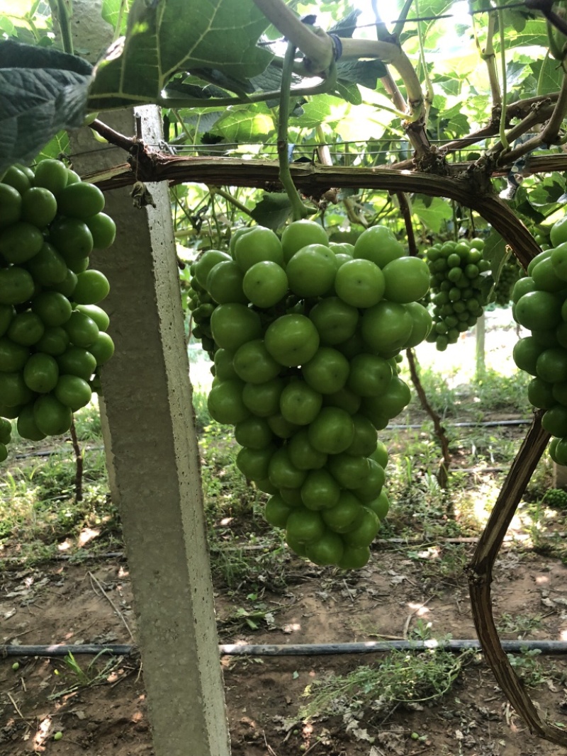 阳光玫瑰