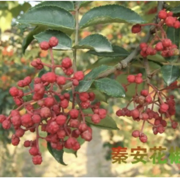 秦安1号花椒苗花椒苗根系发达丰产性好现挖现发